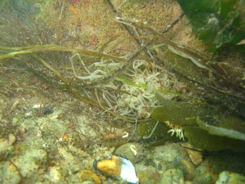 Mixed seabed with algae