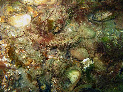 Portuguese oyster Crassostrea gigas