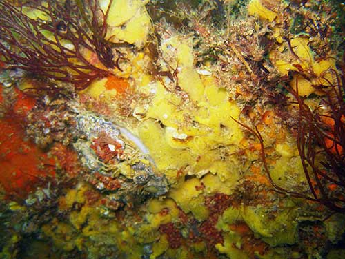 Oyster and sponges