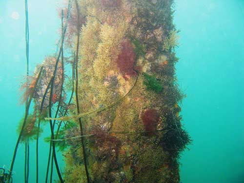 Pier leg with algae at 3m