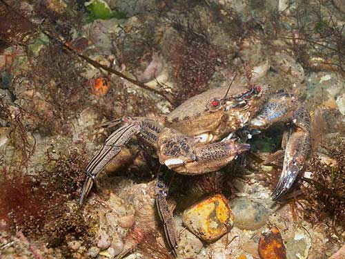 Velvet swimming crab Necora puber