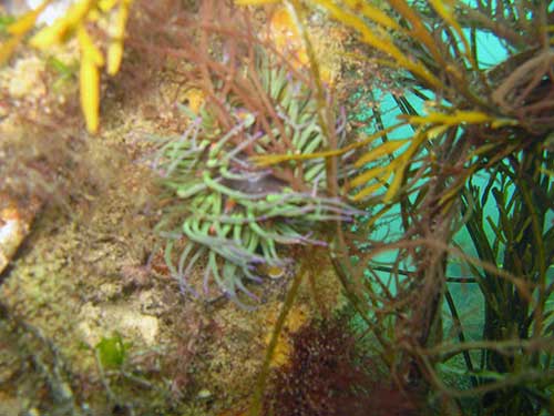 Snakeslocks anemone, Anemonia viridis