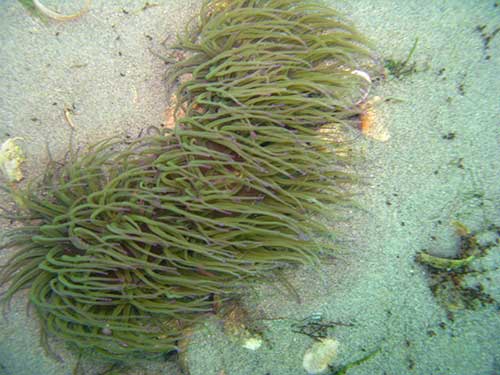 Snakeslocks anemone on rock hidden in sand