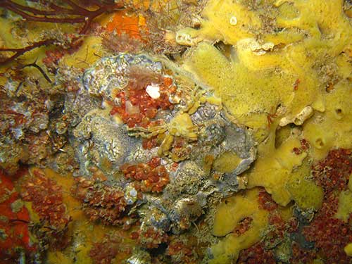 Tunicates, sponges and sponge-crab Inachus