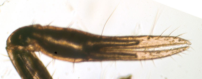 Pedipalp of Chthonius halberti