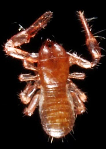 Chthonius halberti; original photograph © Steve Trewhella/UK Coastal Wildlife