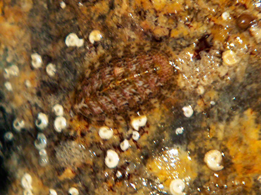 Chiton and Spiral Worms