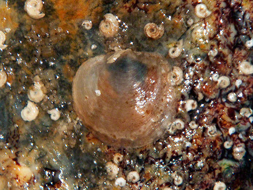 White Tortoiseshell Limpet, Tectura virginia on a flint cobble with Spiral Worms, Janua pagaenstecheri.