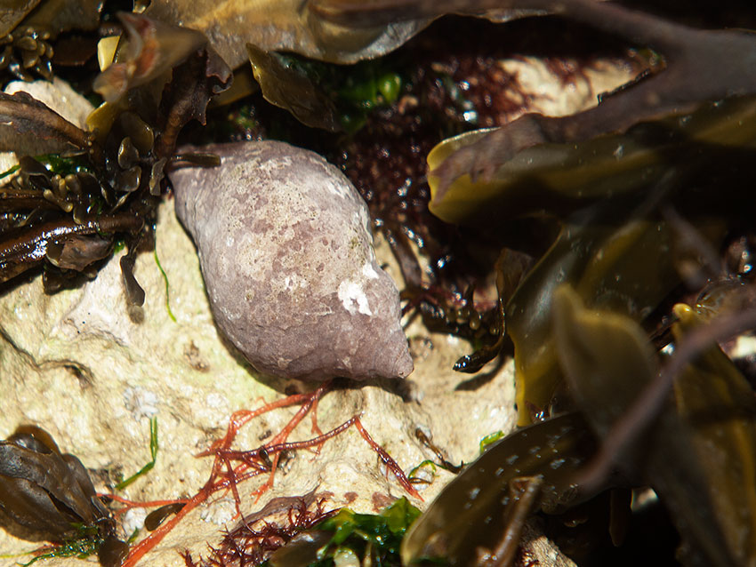 Dogwhelk, Nucella lapillus.