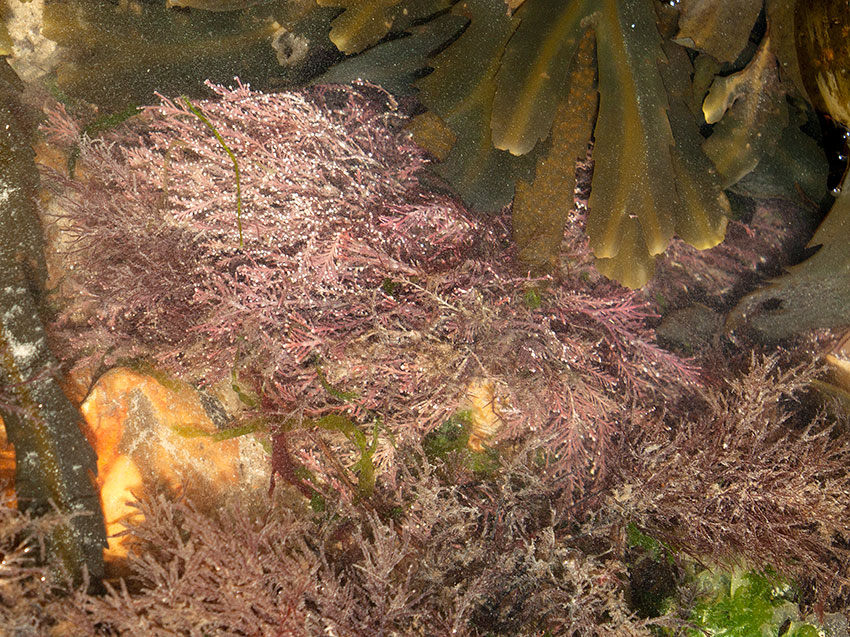 Coral Weed, Corallina officinalis, in mid-shore pool.