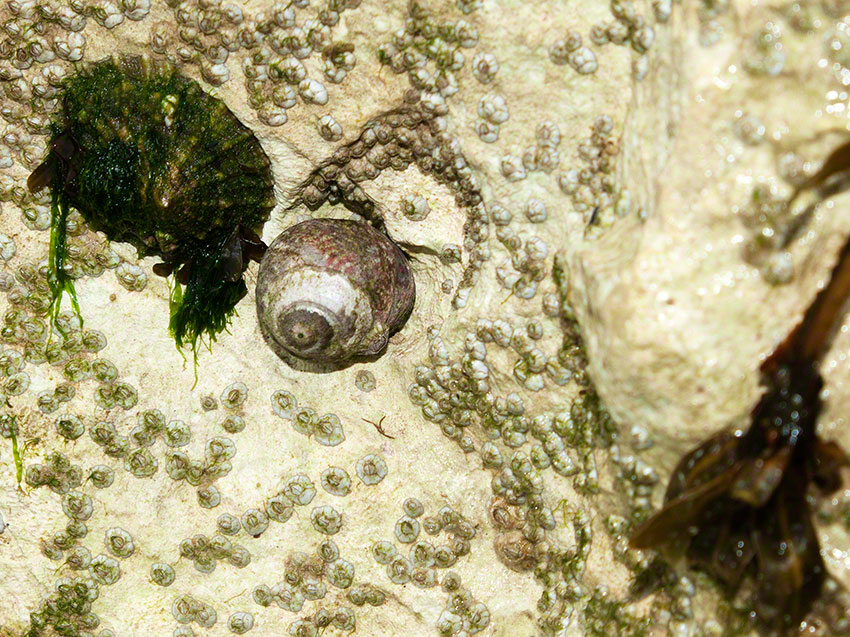 Topshell, Limpet and Elminius barnacles on chalk