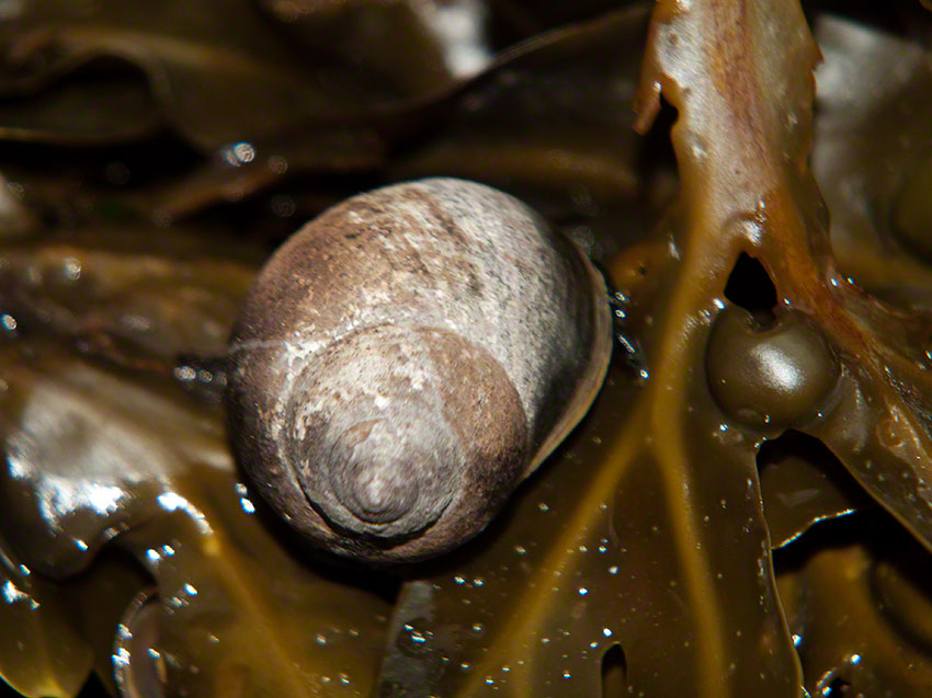 Edible Winkle, Littorina littorea