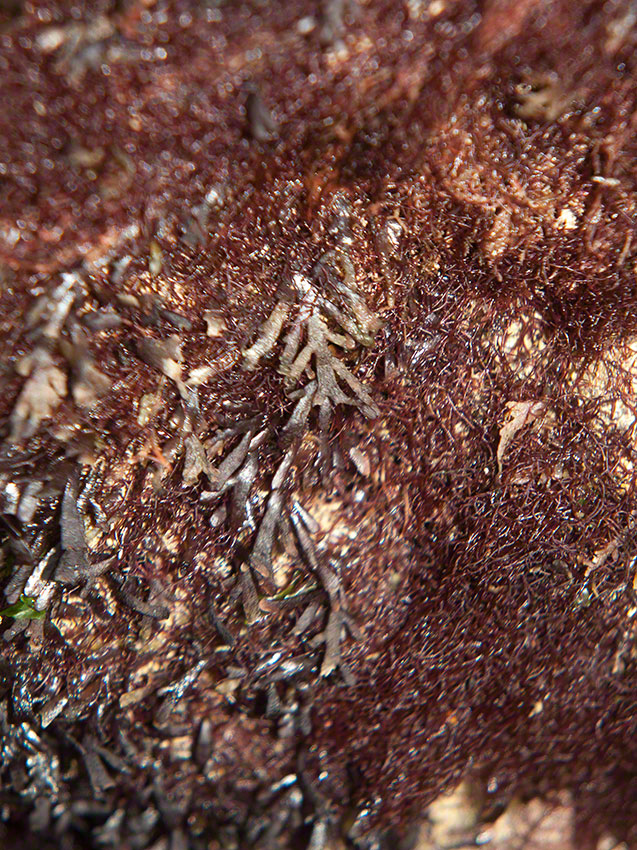 Pepper Dulse and reds.