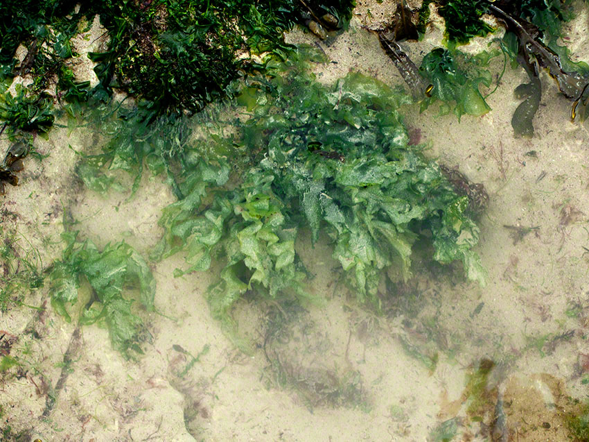 Sea Lettuce, Ulva lactuca.