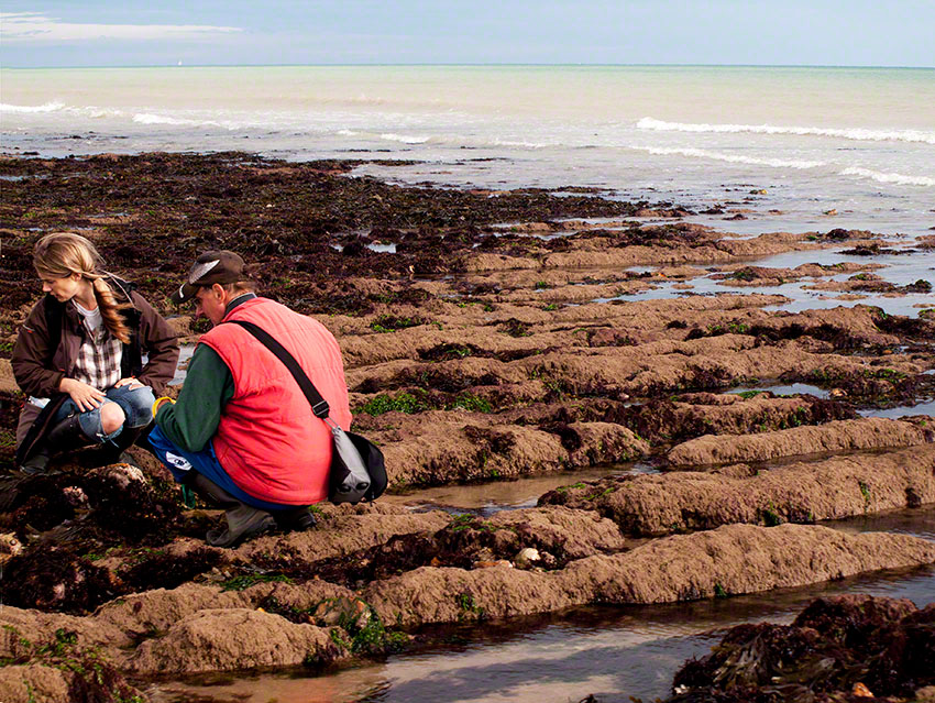 Seven Sisters lower shore with Sand-binding red seaweed