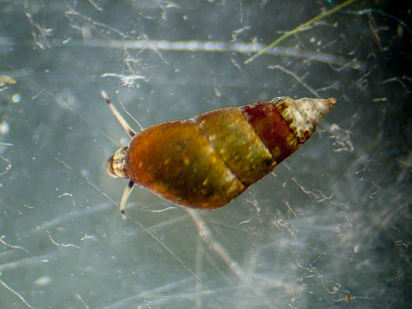 Peringia ulvae