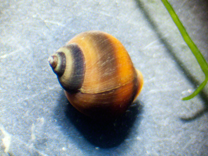 Littorina saxatilis