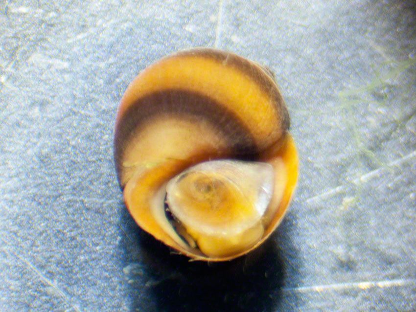 Littorina saxatilis