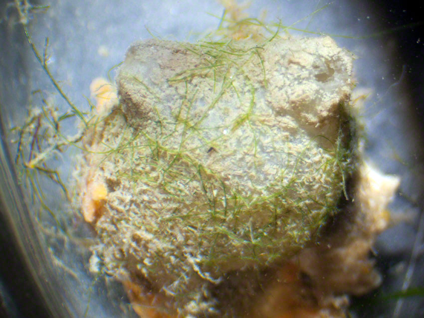 Molgula manhatensis