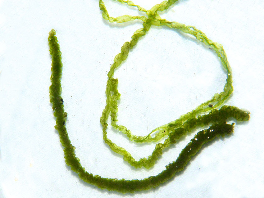 Ulva intestinalis, Gut weed