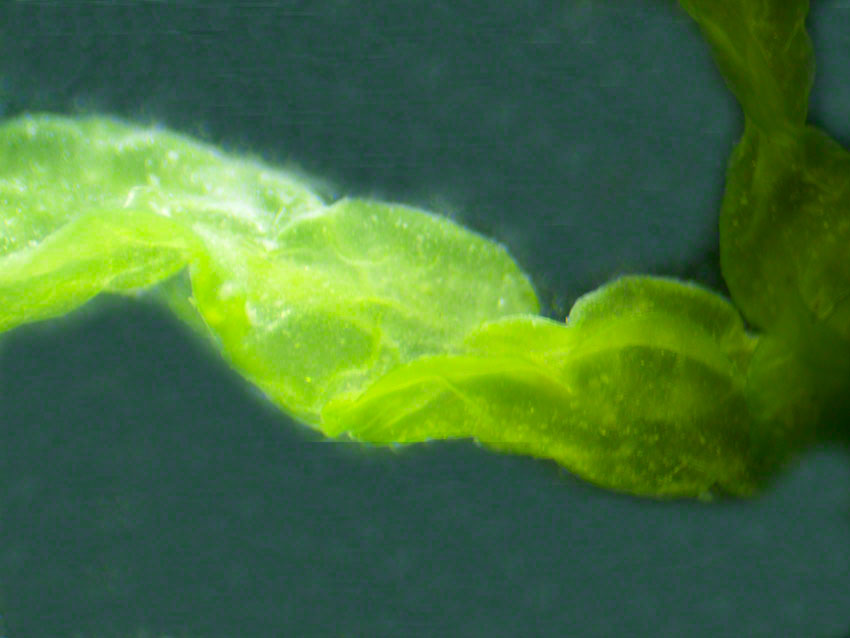 Ulva intestinalis, Gut weed