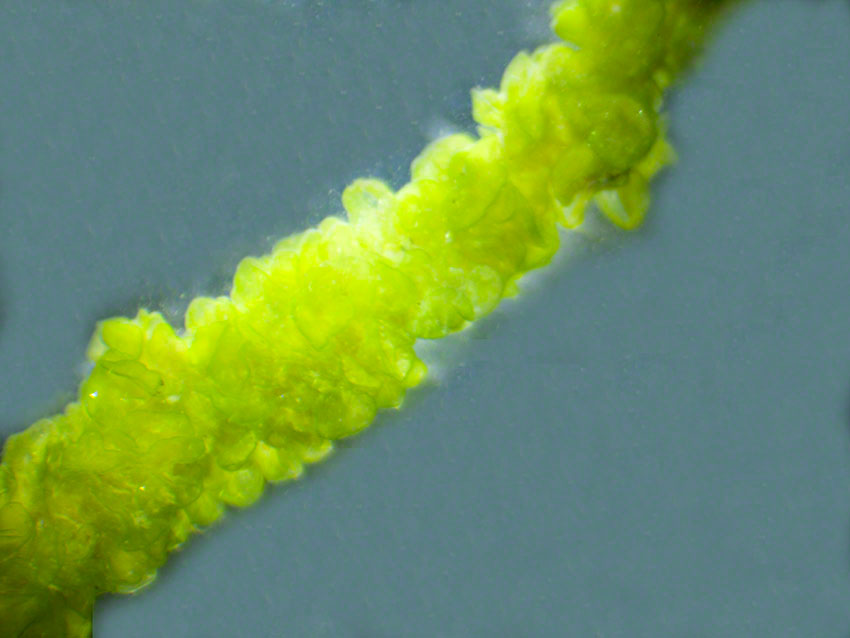 Ulva intestinalis, Gut weed