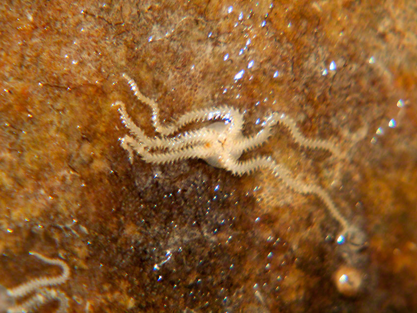 Shore brittlestar, Amphipholis squamata.