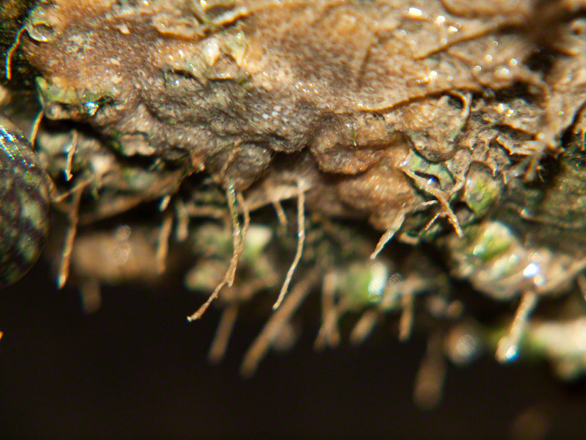 Bryozoan, Alcyonidium gelatinosum on rock
