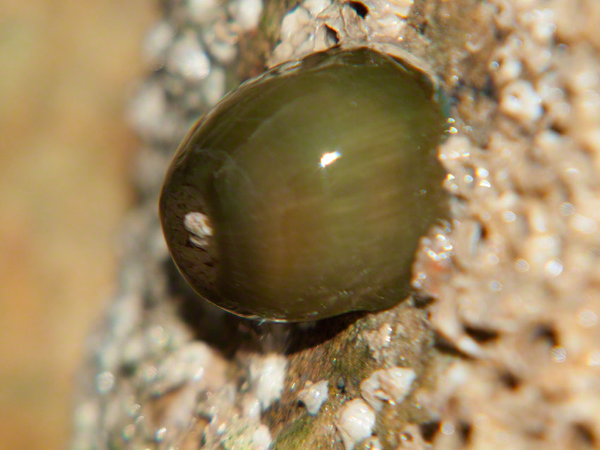 Contracted beadlet anemone, Actinia equina