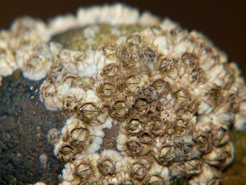 Barnacles, Austrominius modestus