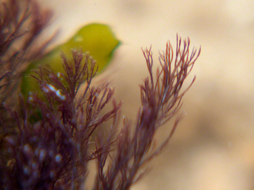 Ceramium species from rocky pool