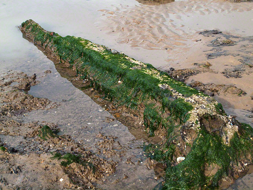 Mid-shore sub-fossil tree trunk on clay.