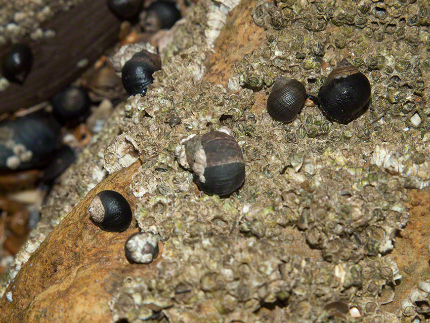 Periwinkles and barnacles