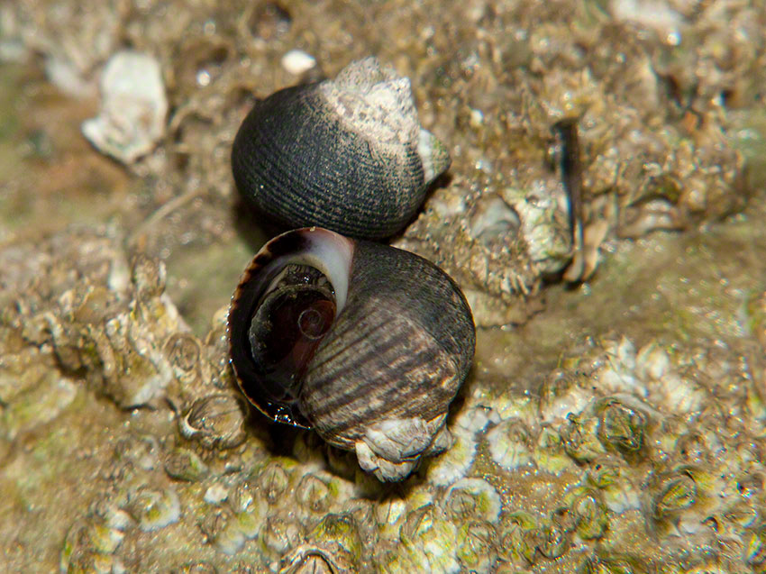 Edible winkles