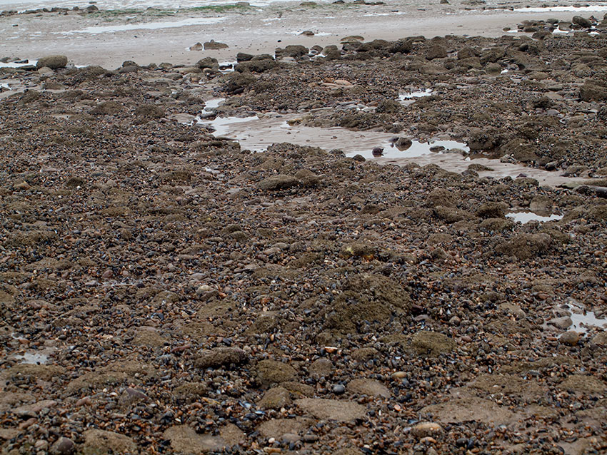 Upper shore cobbles, pebbles and mussels.