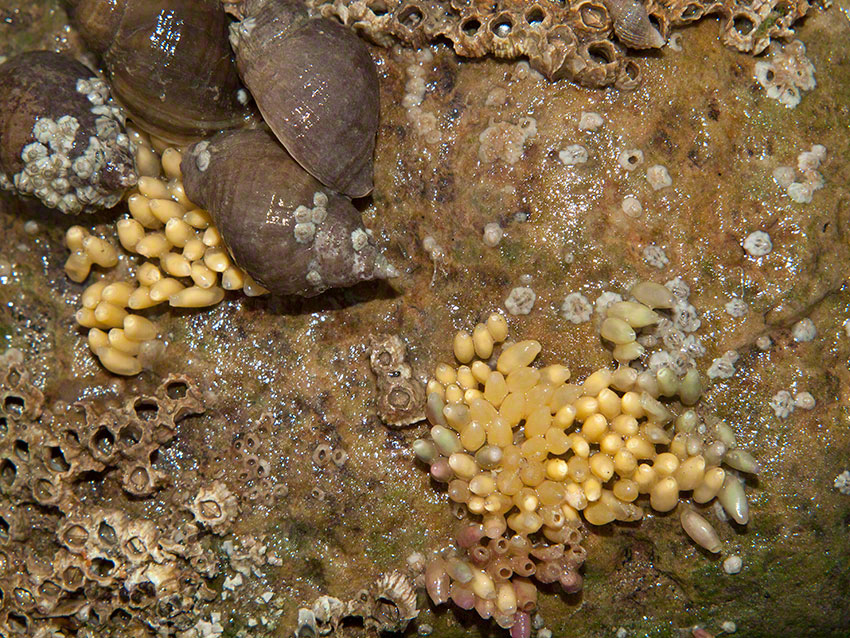 Dogwhelks and eggs