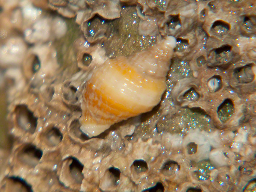 Dogwhelk and barnacles