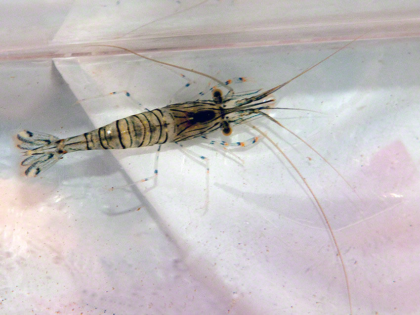 Prawn, Palaemon elegans