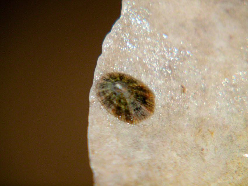 Limpet, Patella depressa