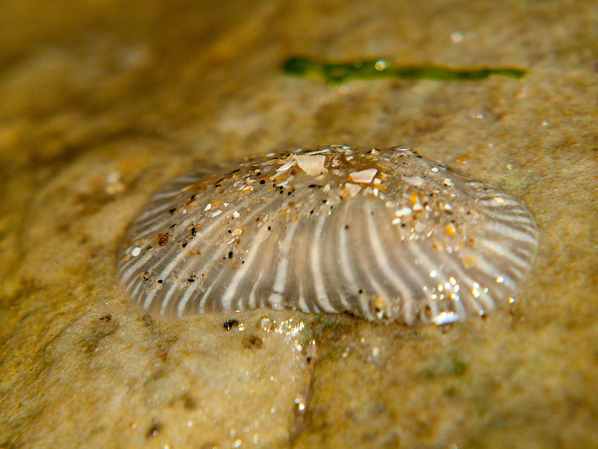 Contracted Sagartia troglodytes from beneath a cobble.