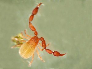 Allochernes wideri female