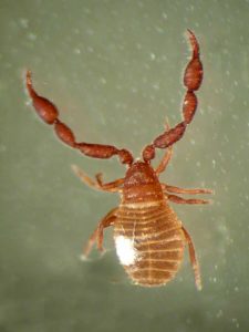 Allochernes wideri male with fungus