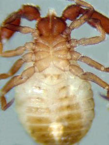 Allochernes wideri female ventral view