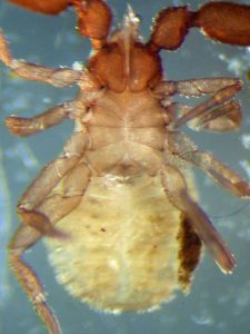 Allochernes wideri male ventral view