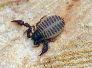 Chernes cimicoides, gravid