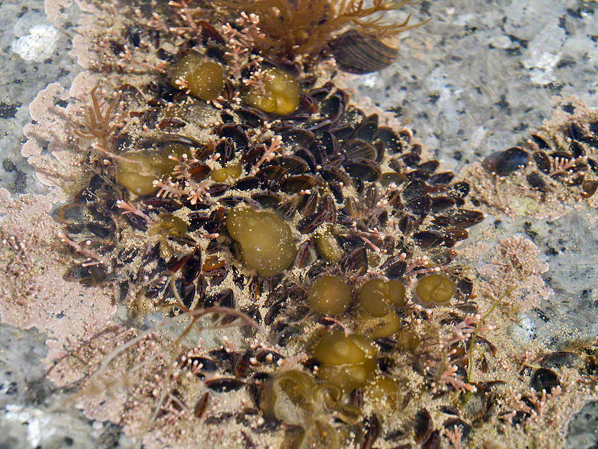 Shallow pool lined with encrusting pink algae, coral weed , oyster thief and mussels