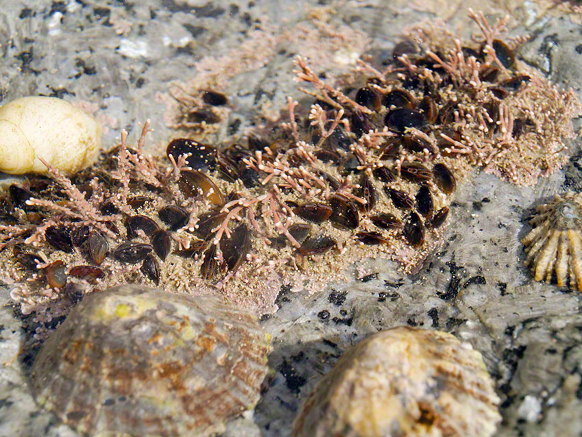 Shallow pool lined with encrusting pink algae, coral weed , oyster thief, mussels and limpets