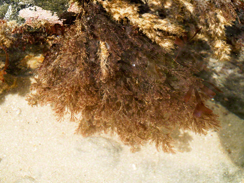 Pool between rocks with red filamentous algae