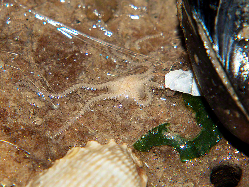 Small brittlestar Amphipholis squamata from beneath a cobble
