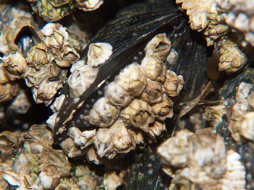 Invasive barnacle: Austrominius modestus
